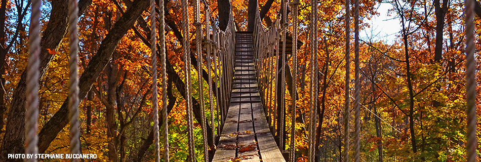 Bridge in the Fall